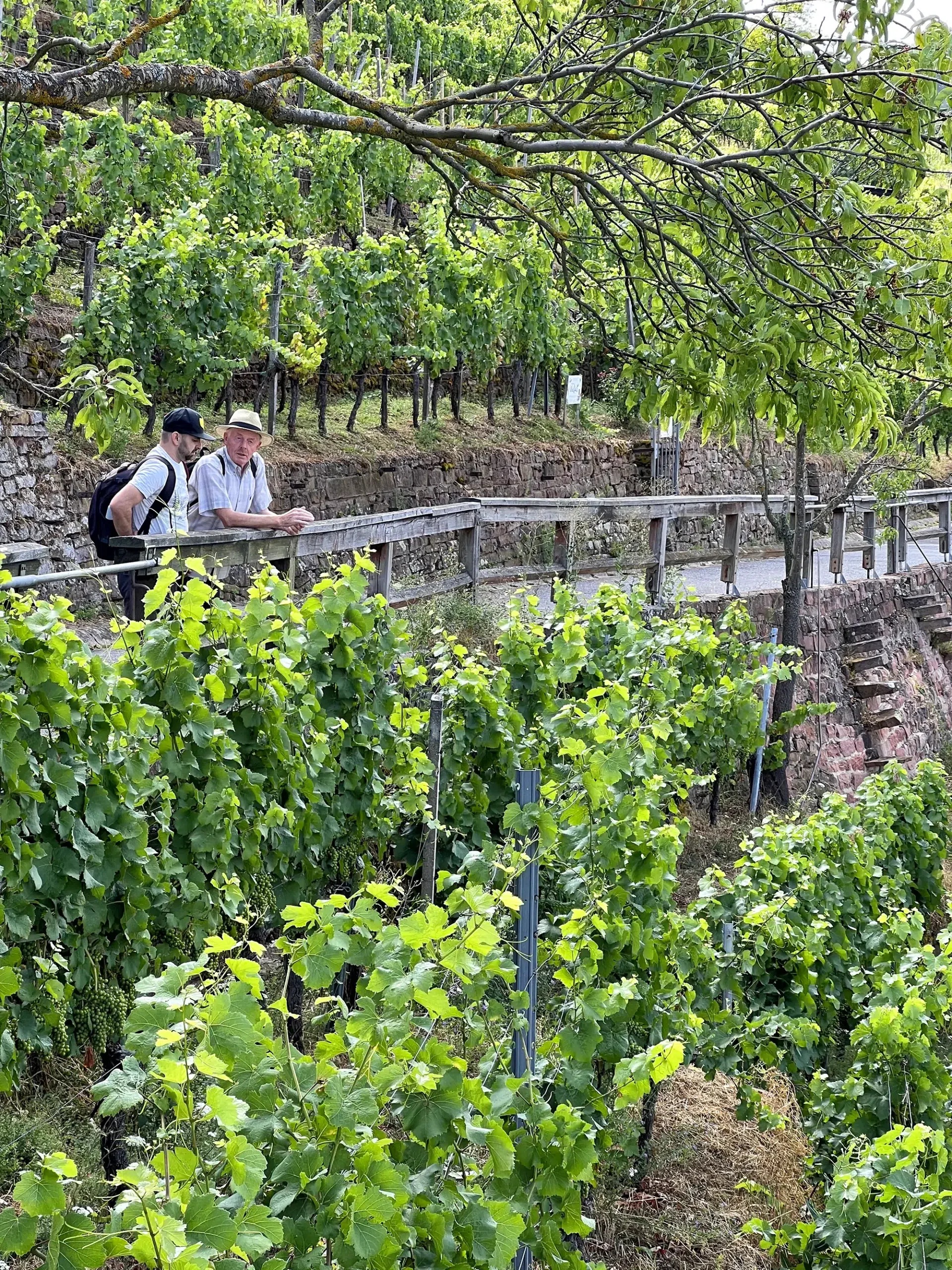 Fränkischer Rotwein Wanderweg, Churfranken, Duitsland