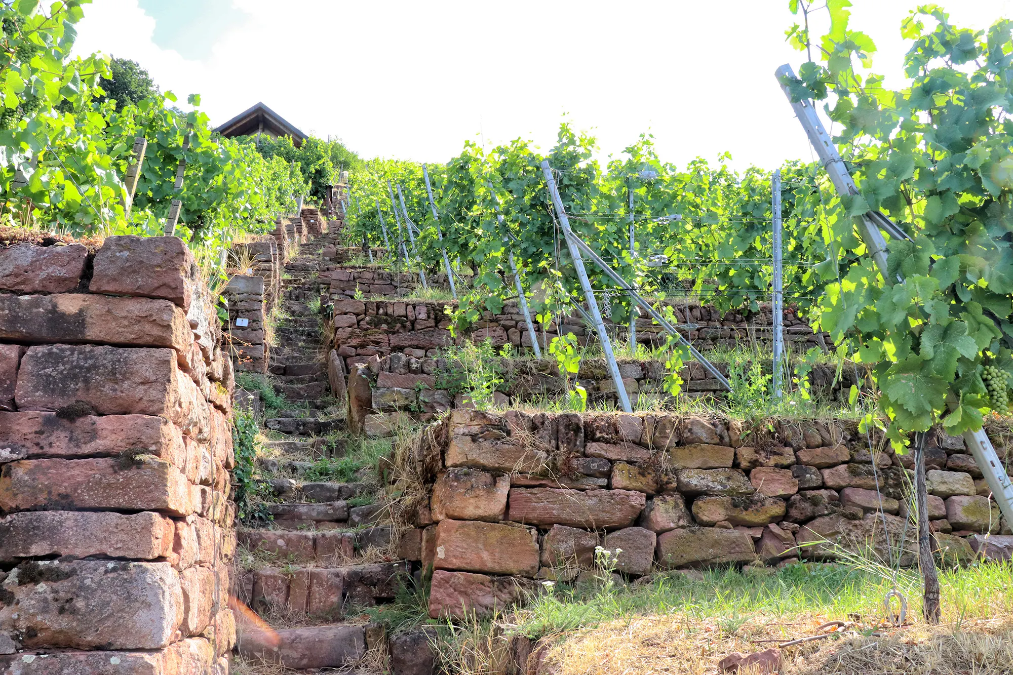 Fränkischer Rotwein Wanderweg, Churfranken, Duitsland