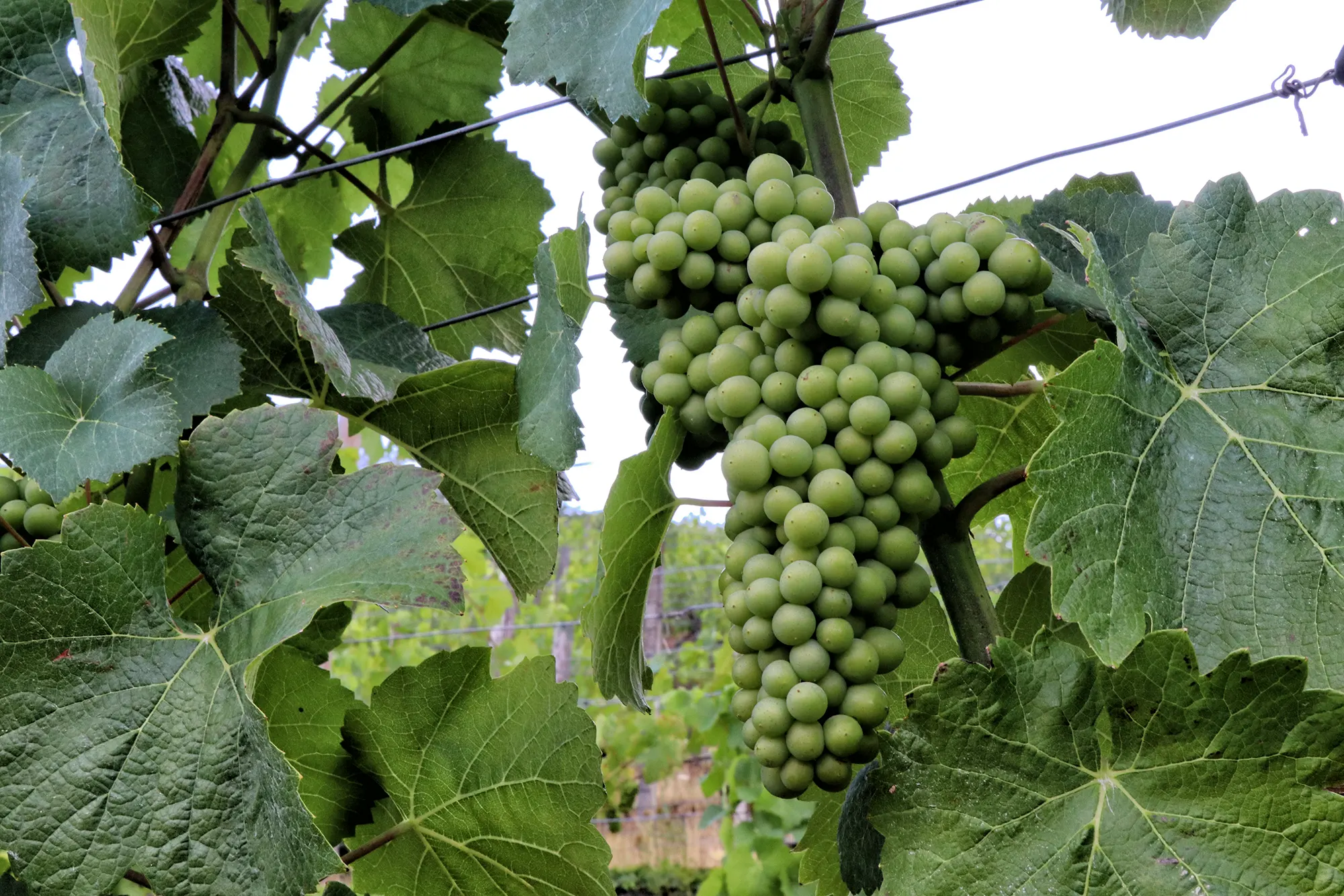 Fränkischer Rotwein Wanderweg, Churfranken, Duitsland