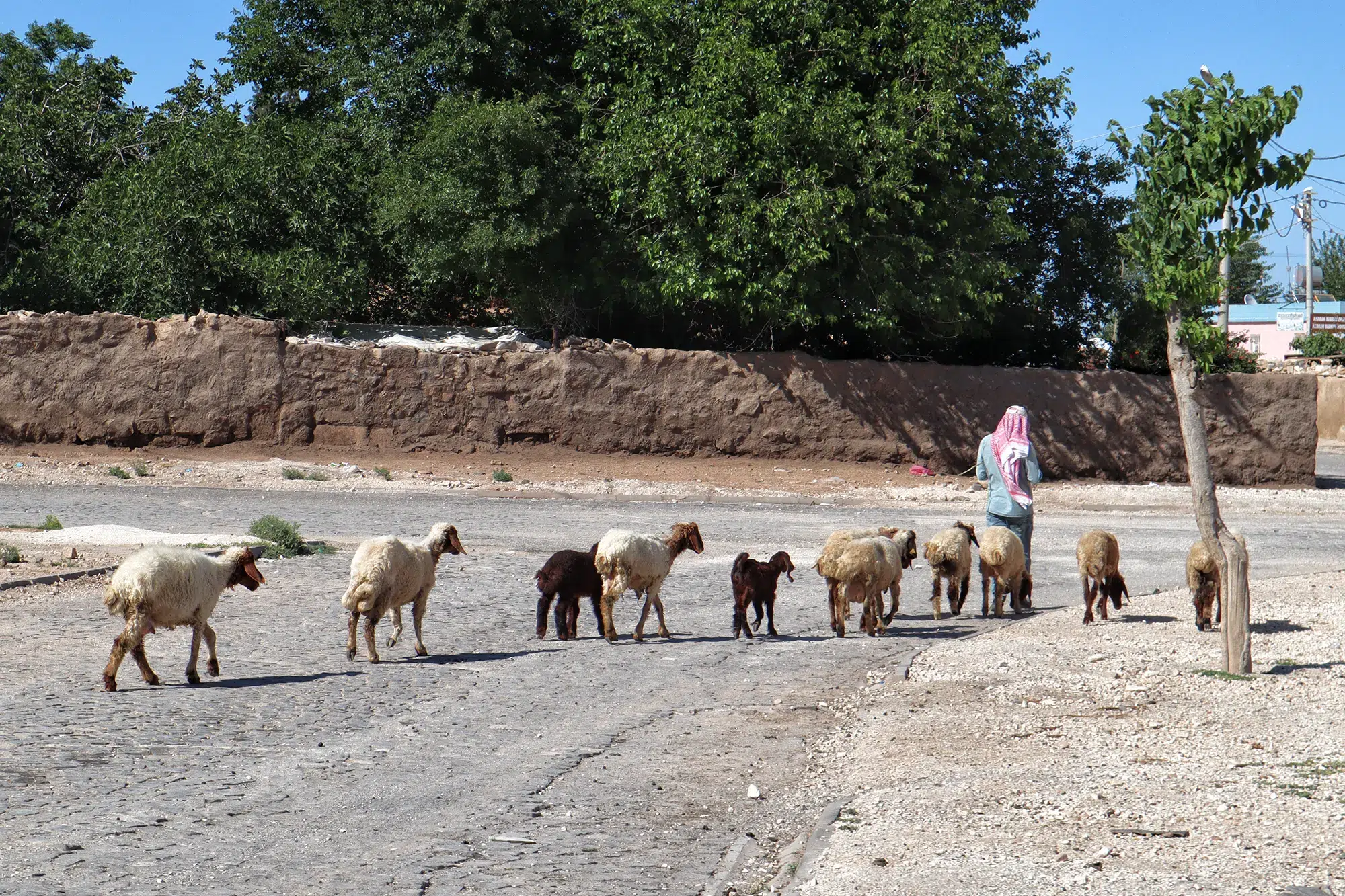 Harran, Turkije - Geiten