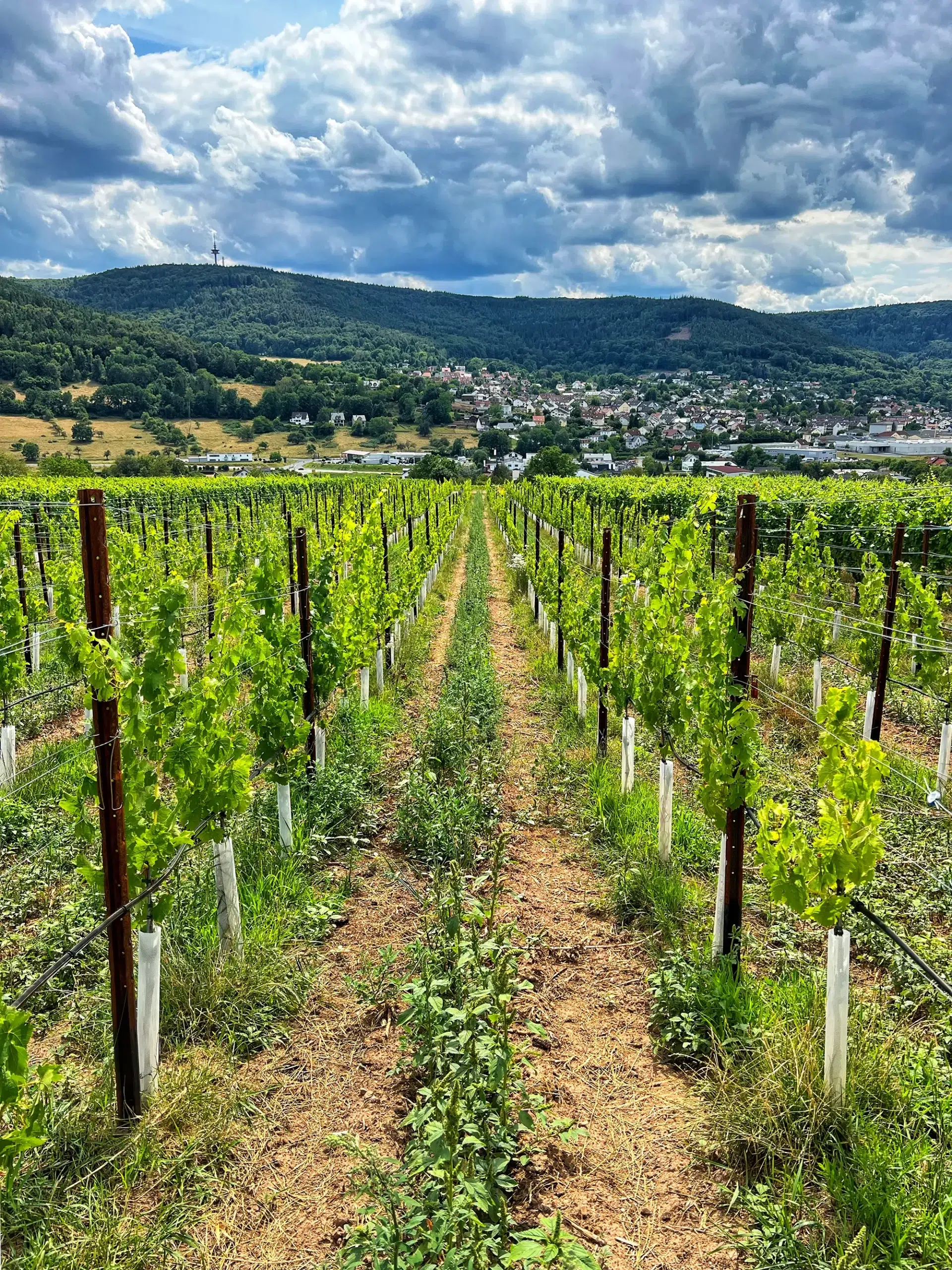 Miltenberg, Duitsland - Wijngaarden