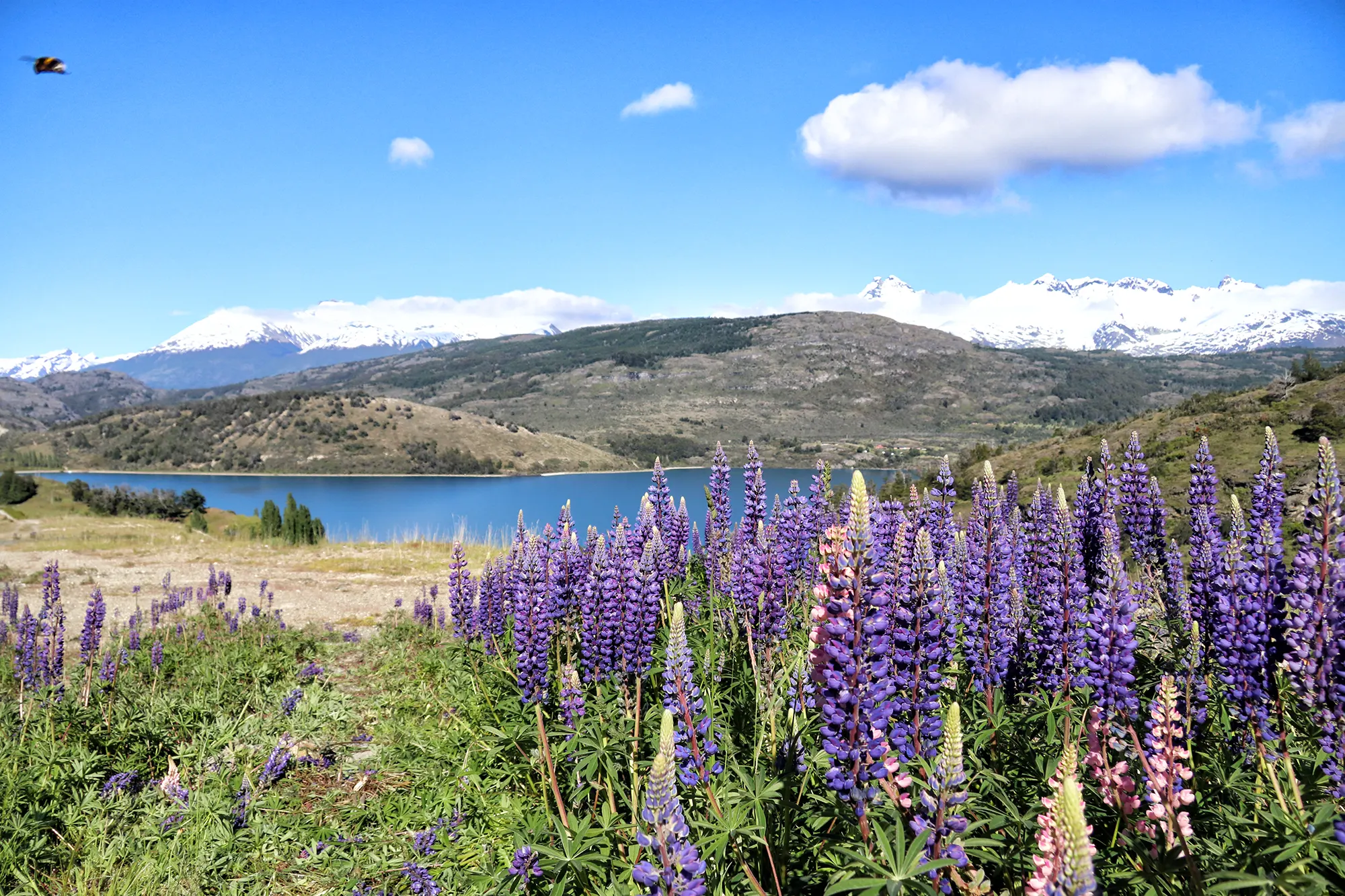 Hoogtepunten Patagonië - Aysén Regio