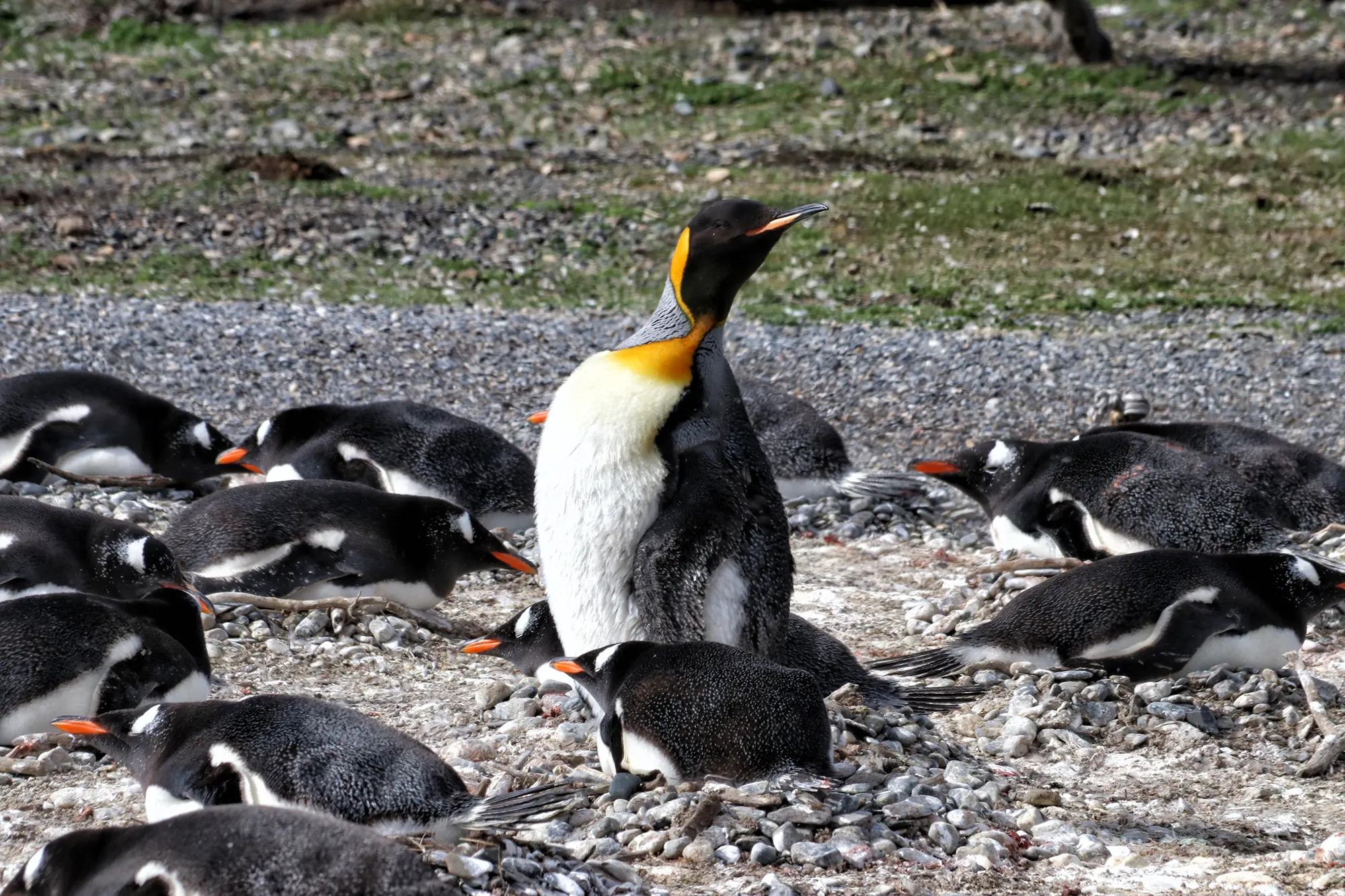 Hoogtepunten Patagonië - Isla Martillo