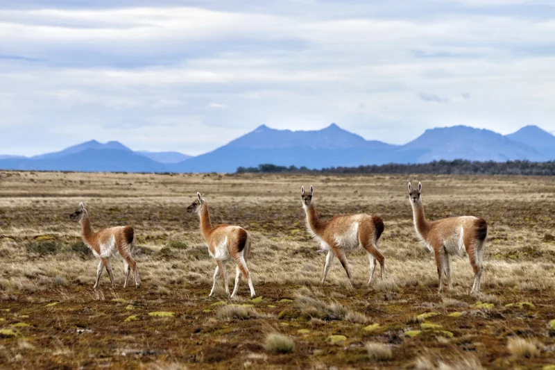 Hoogtepunten Patagonië - Parque Karukinka