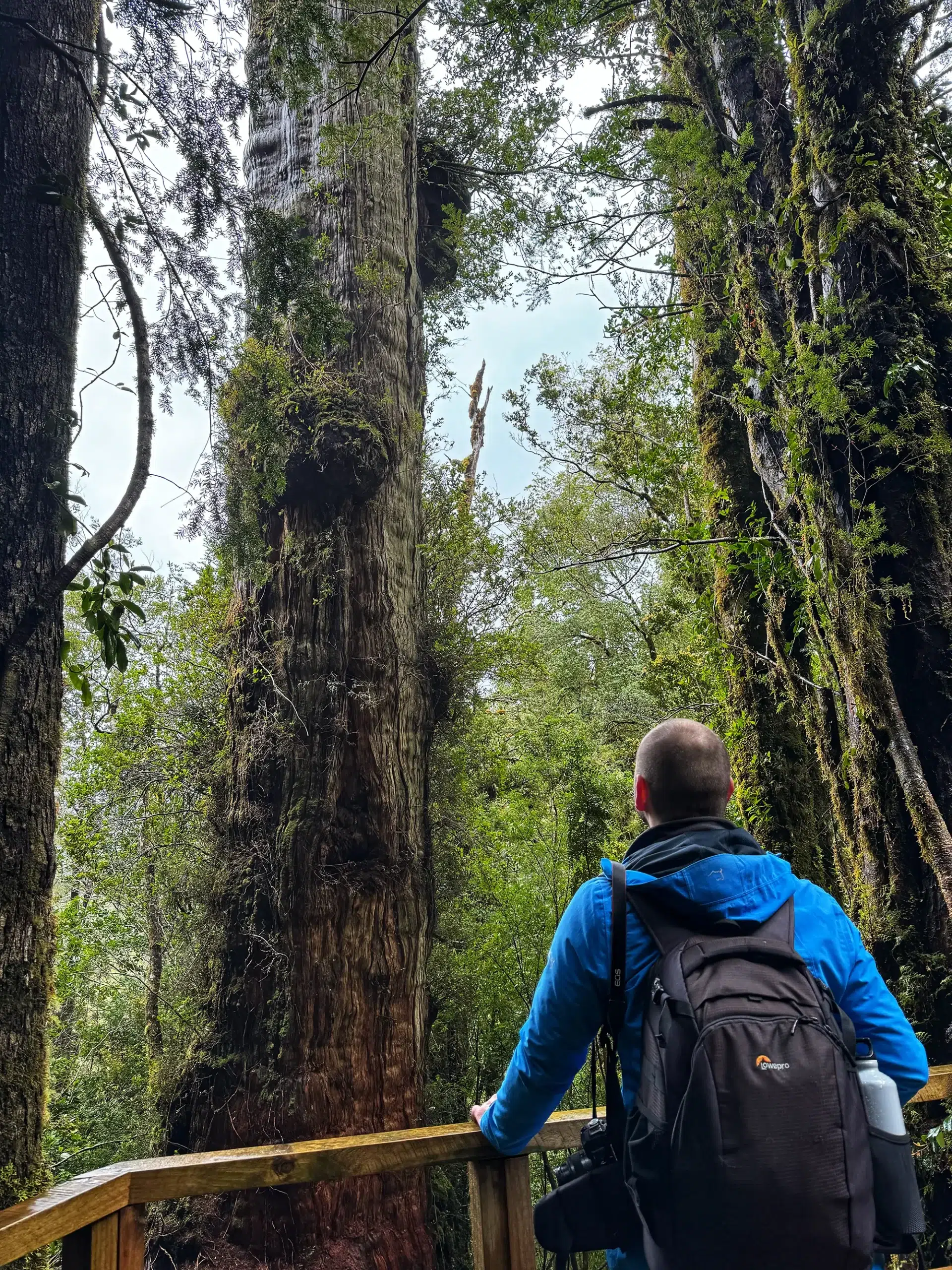 Carretera Austral, Chili - Parque Nacional Alerce Andino - Sendero Laguna Sargazo