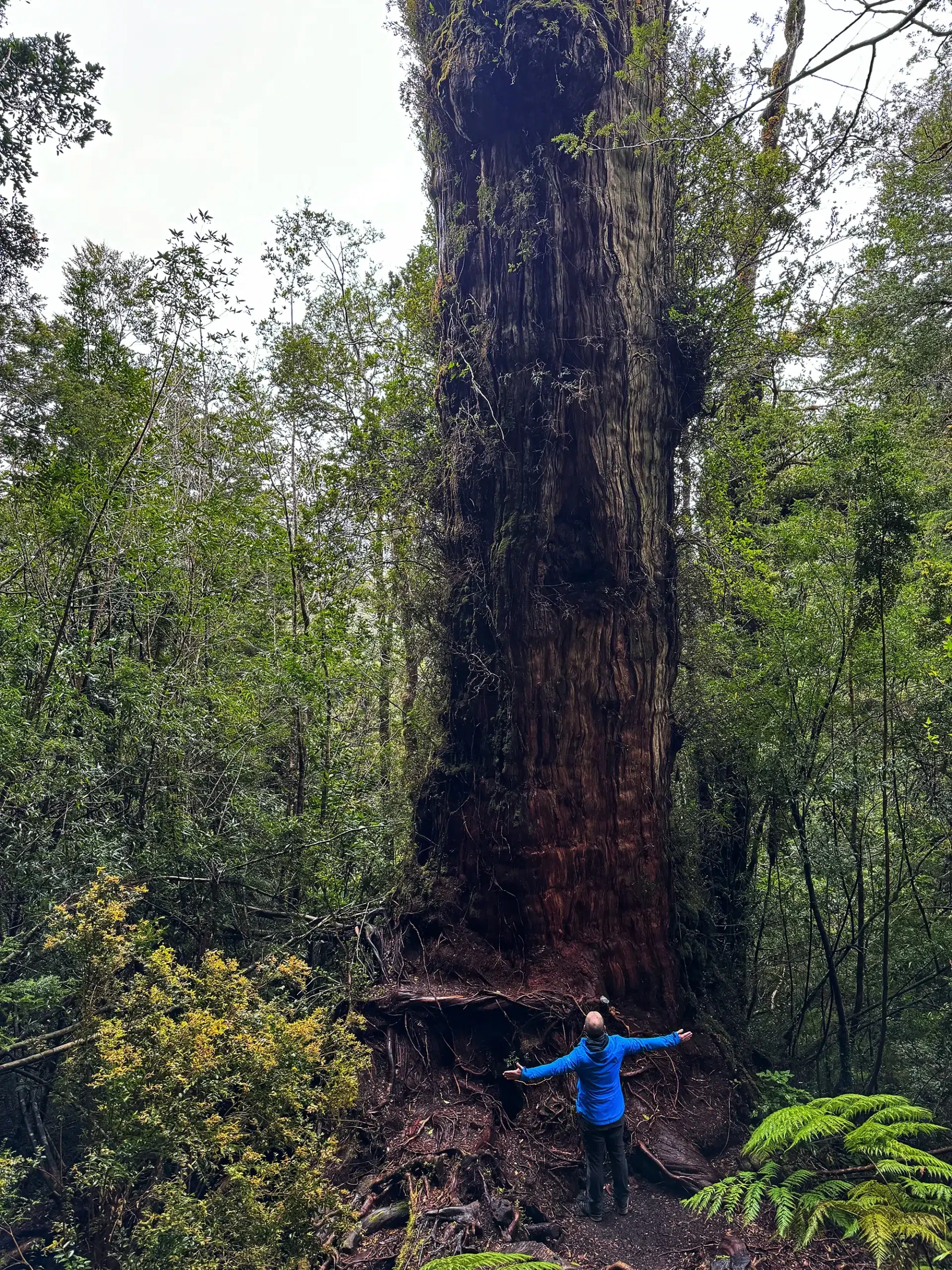 Carretera Austral, Chili - Parque Nacional Alerce Andino - Sendero Laguna Sargazo