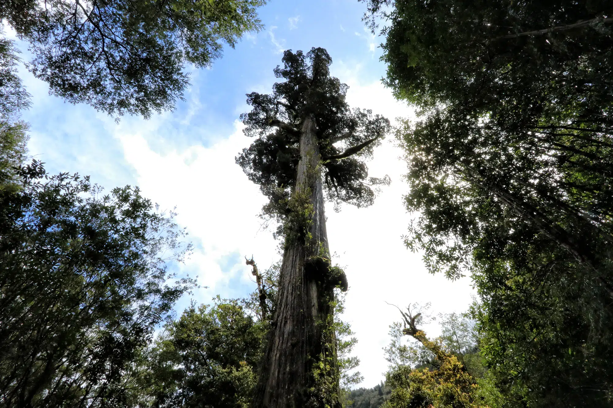 Carretera Austral, Chili - Parque Nacional Alerce Andino - Sendero Laguna Triangulo