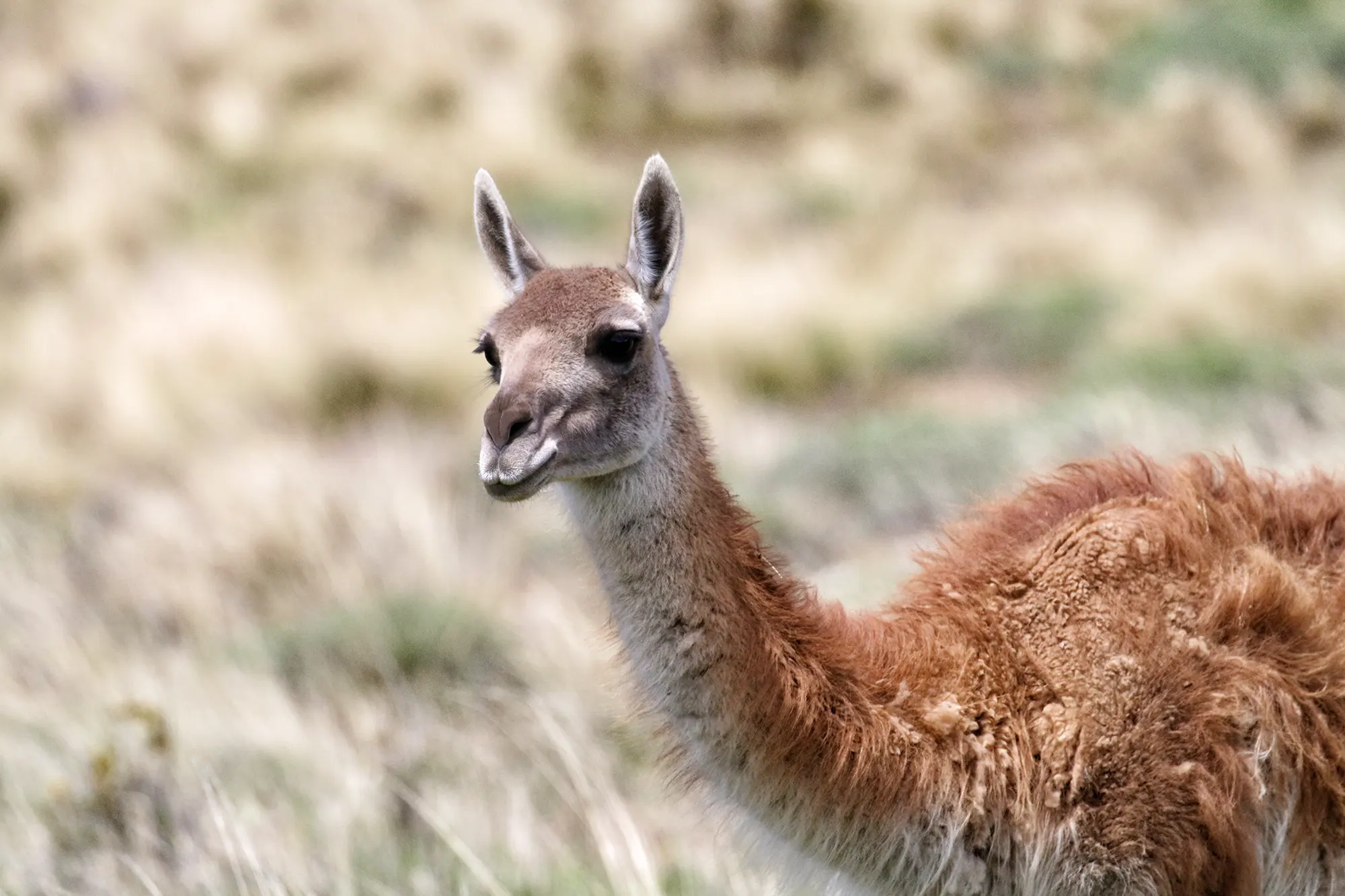 Carretera Austral, Chili - Parque Nacional Patagonia - Guanaco