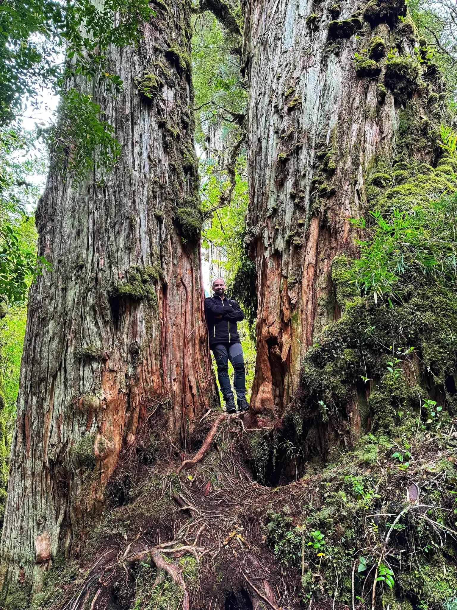 Carretera Austral, Chili - Parque Nacional Pumalin, Sendero los Alerces