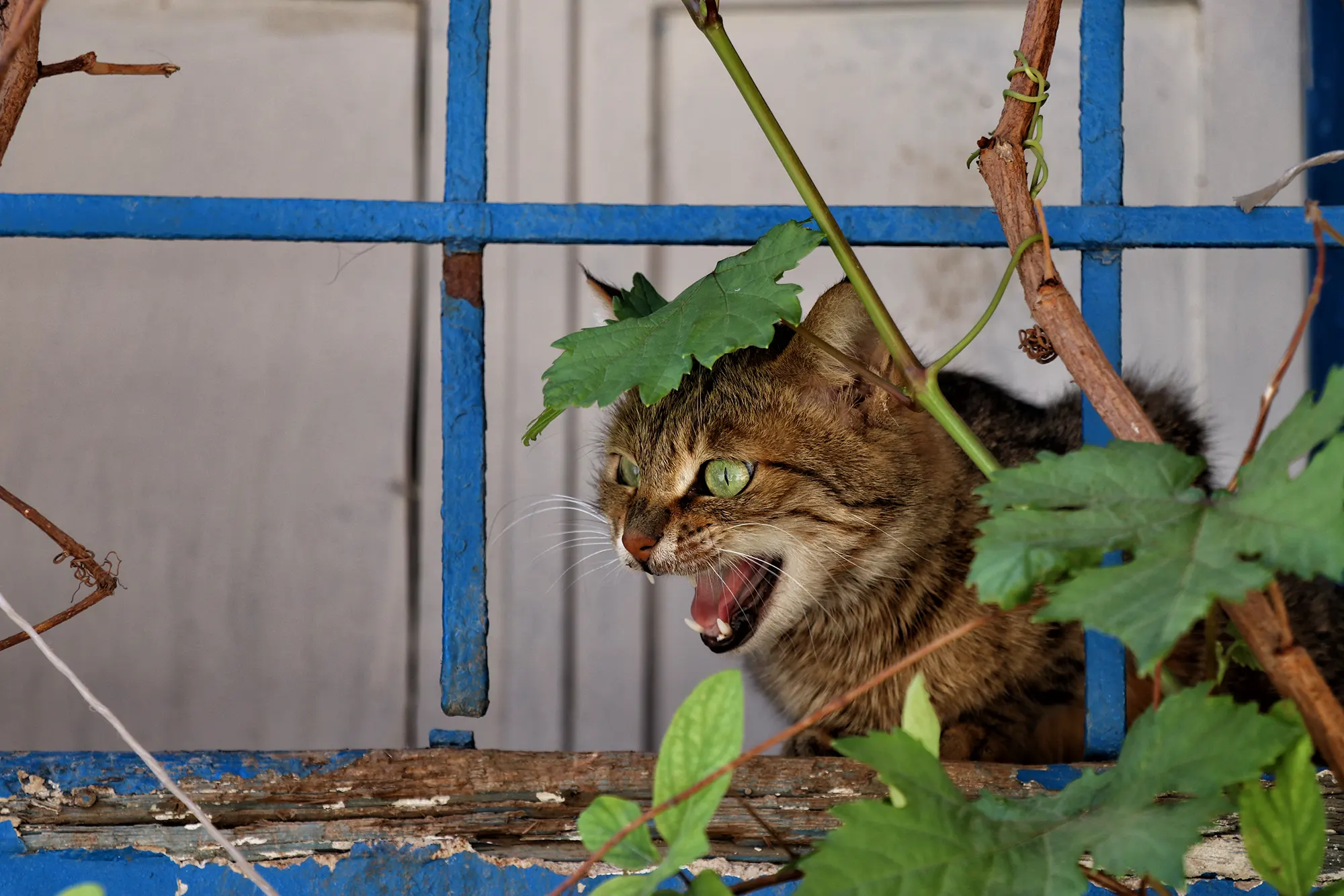 Diyarbakır, Turkije - Katten