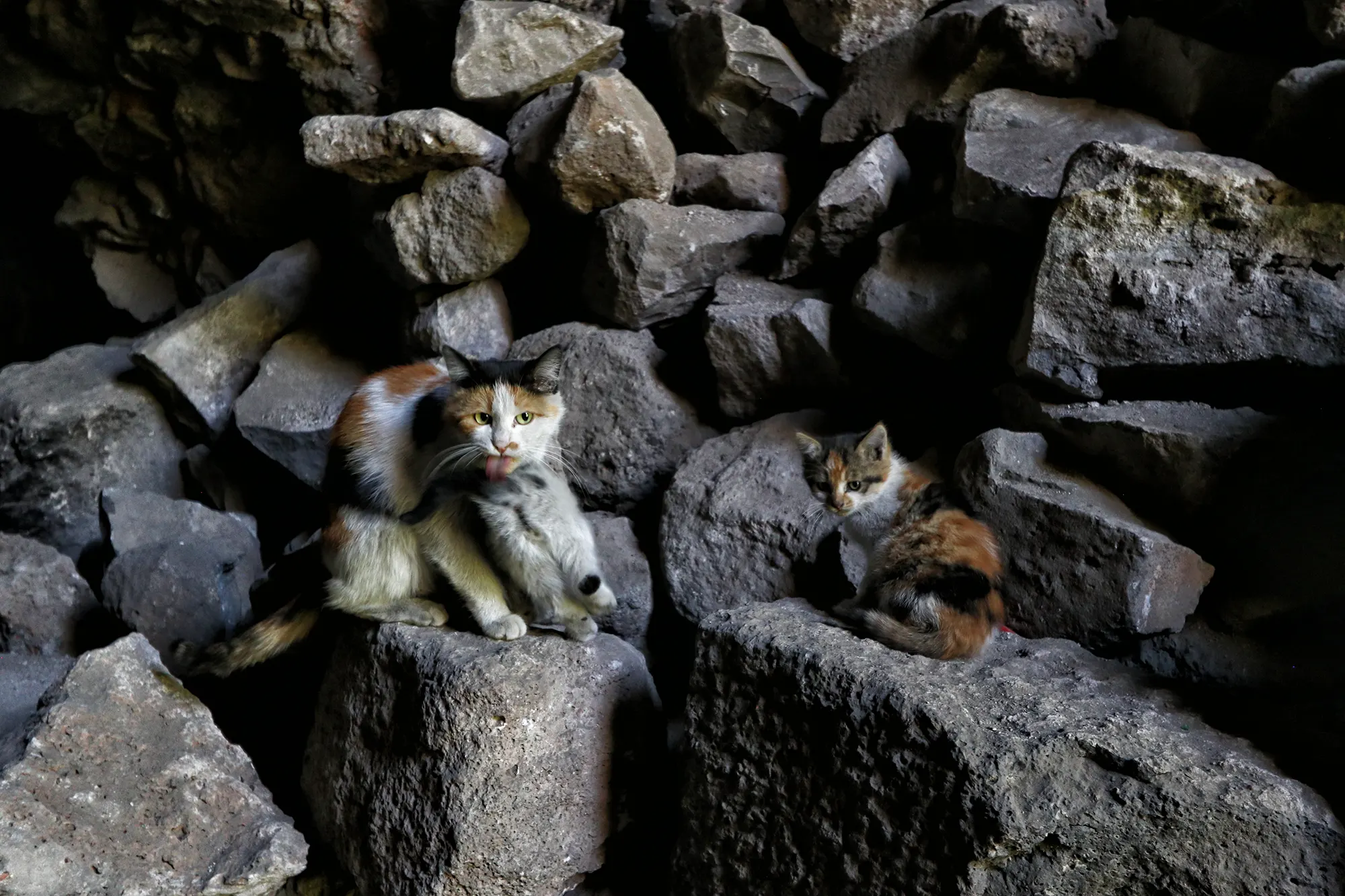Diyarbakır, Turkije - Katten