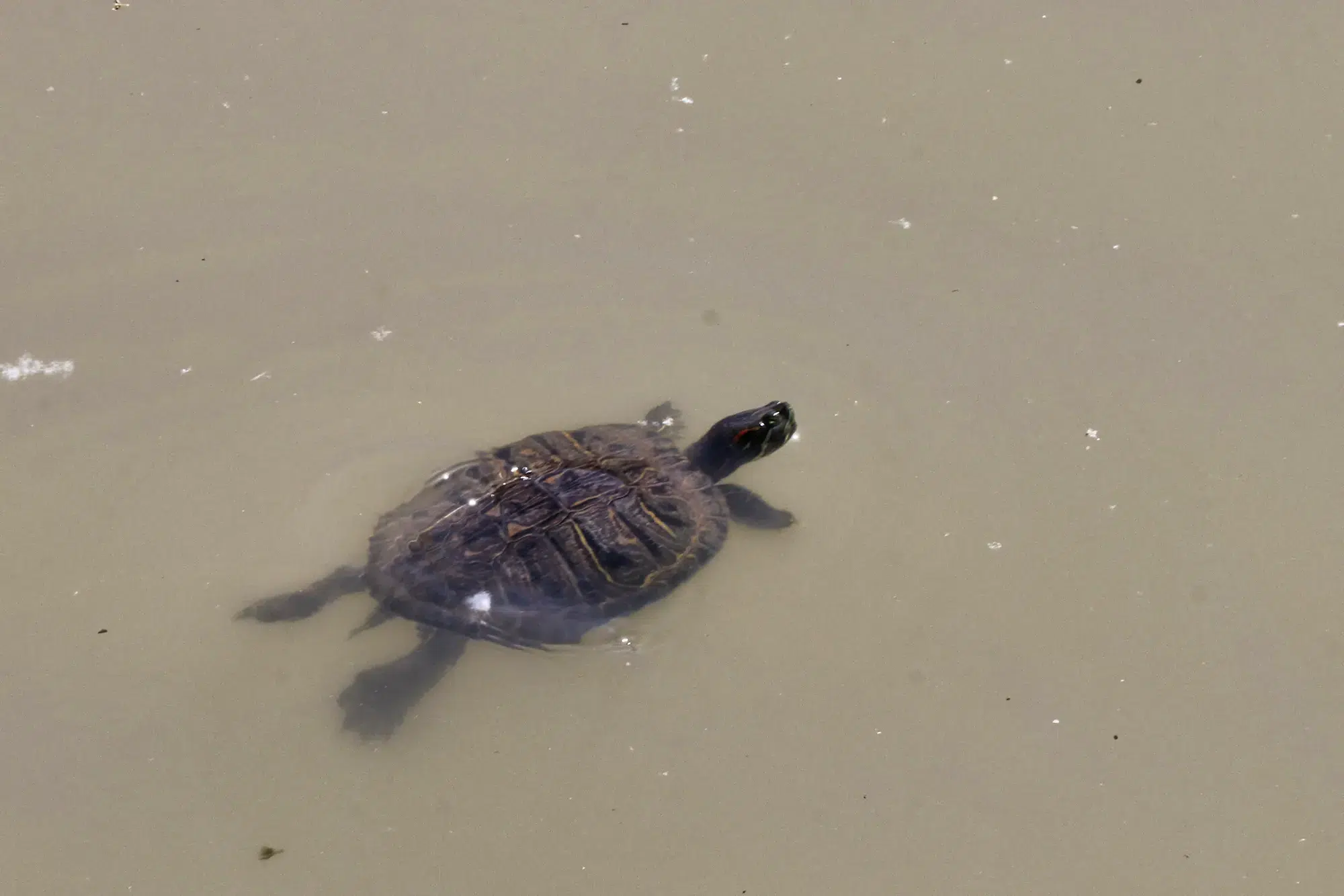 Diyarbakır, Turkije - Schildpad in de Tigres