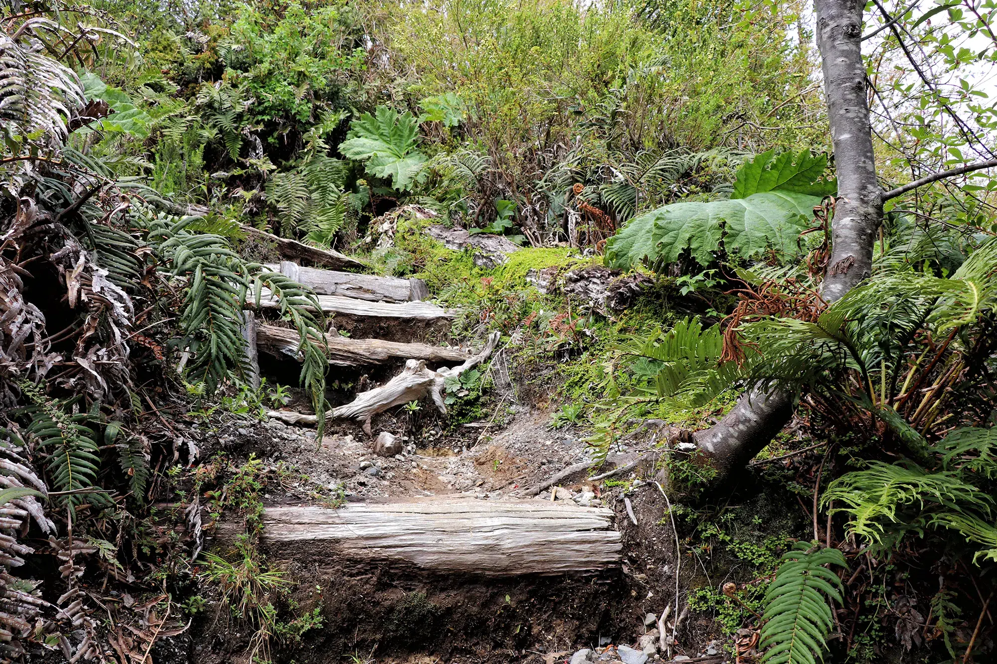 Wandelen in Patagonië: Sendero Volcán Chaitén