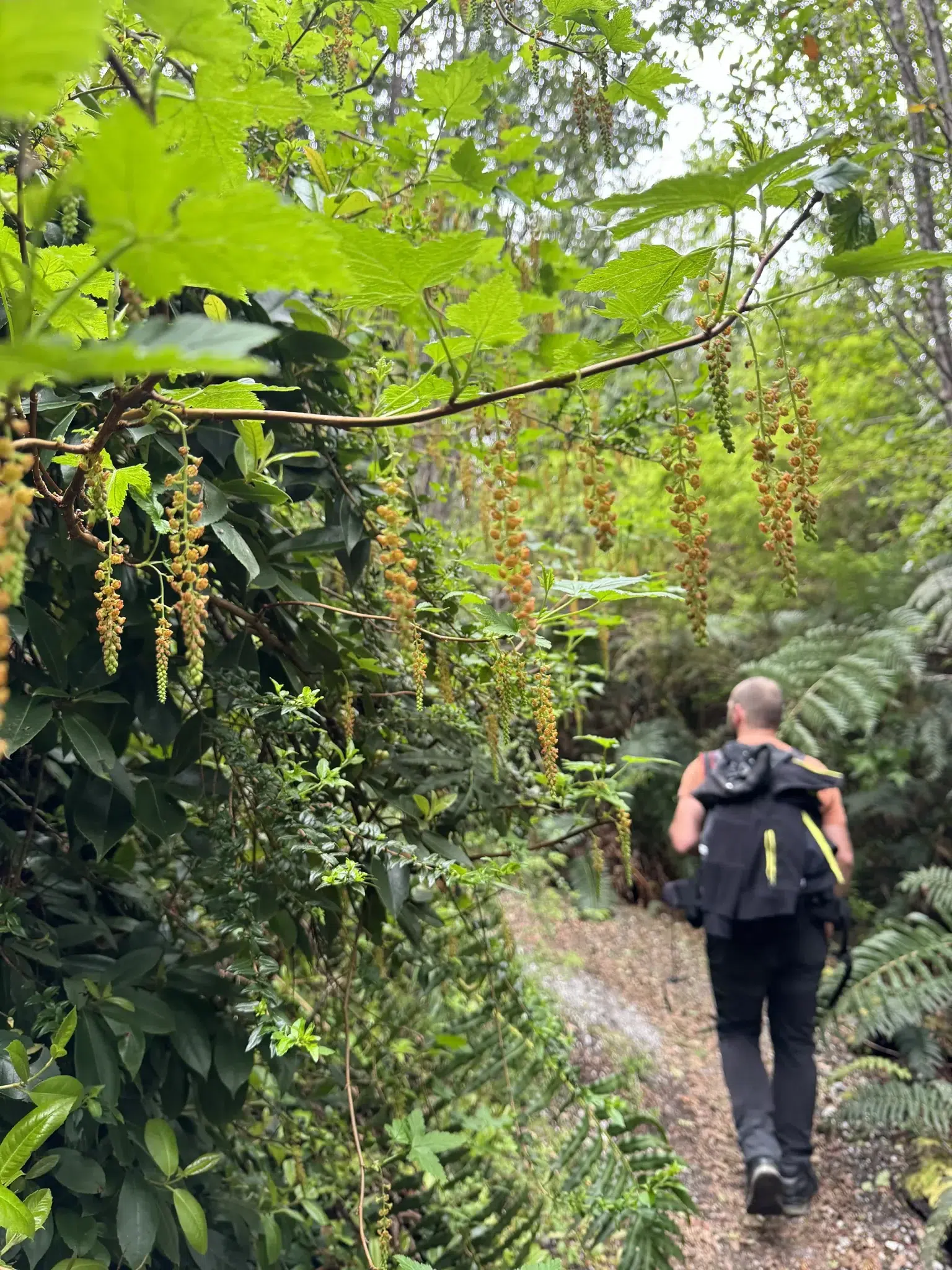 Wandelen in Patagonië: Sendero Volcán Chaitén