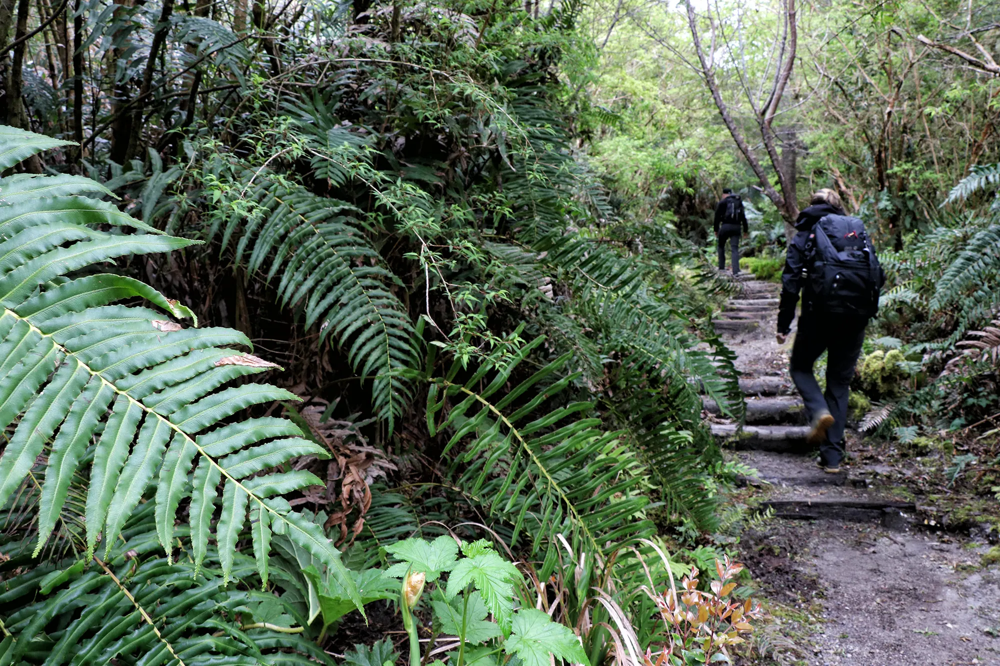 Wandelen in Patagonië: Sendero Volcán Chaitén