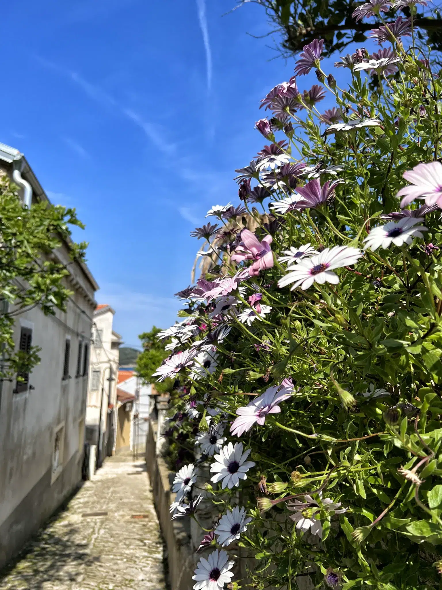 Mali Losinj - Losinj, Kroatië