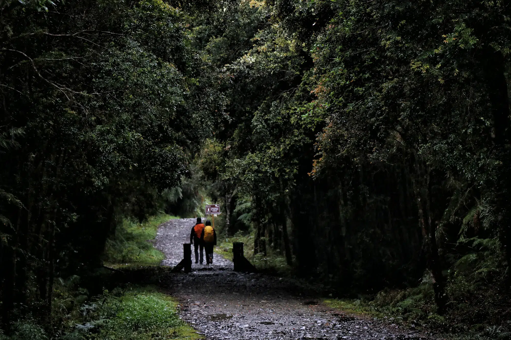 Alerce Milenatio Trail - Chili