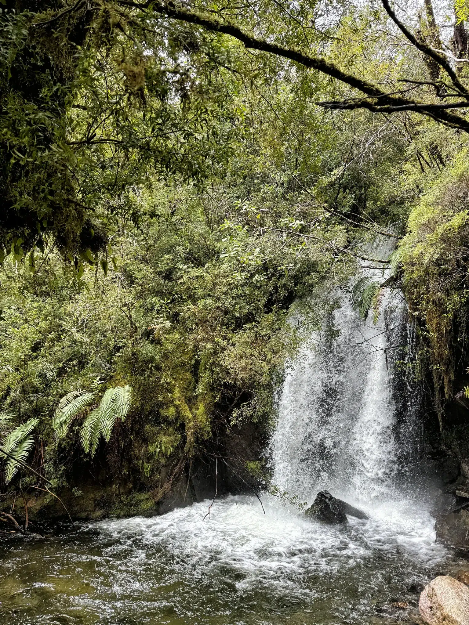 Alerce Milenatio Trail - Chili