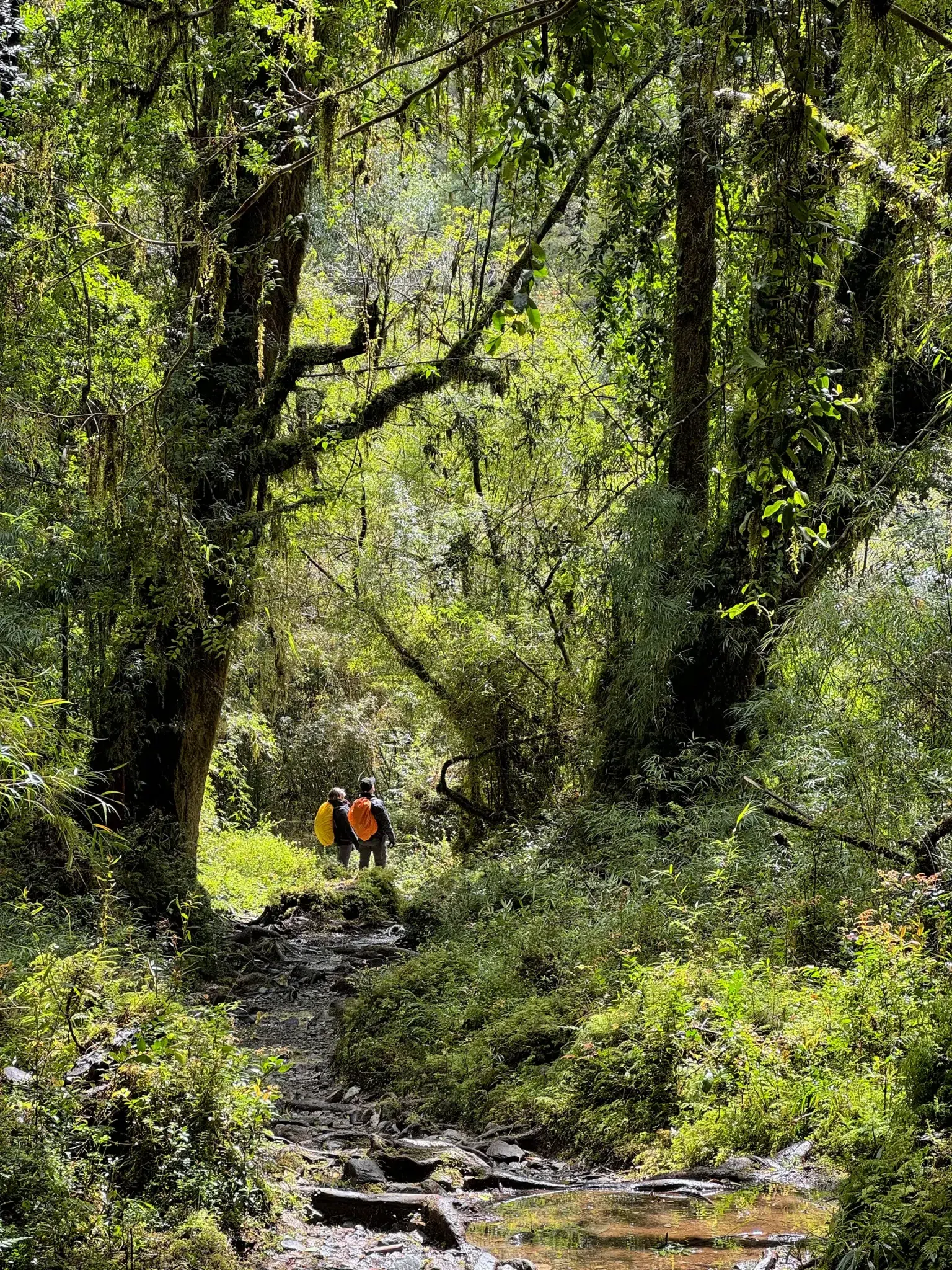 Alerce Milenatio Trail - Chili