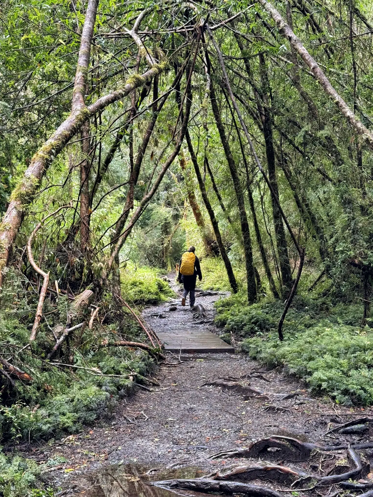 Alerce Milenatio Trail - Chili