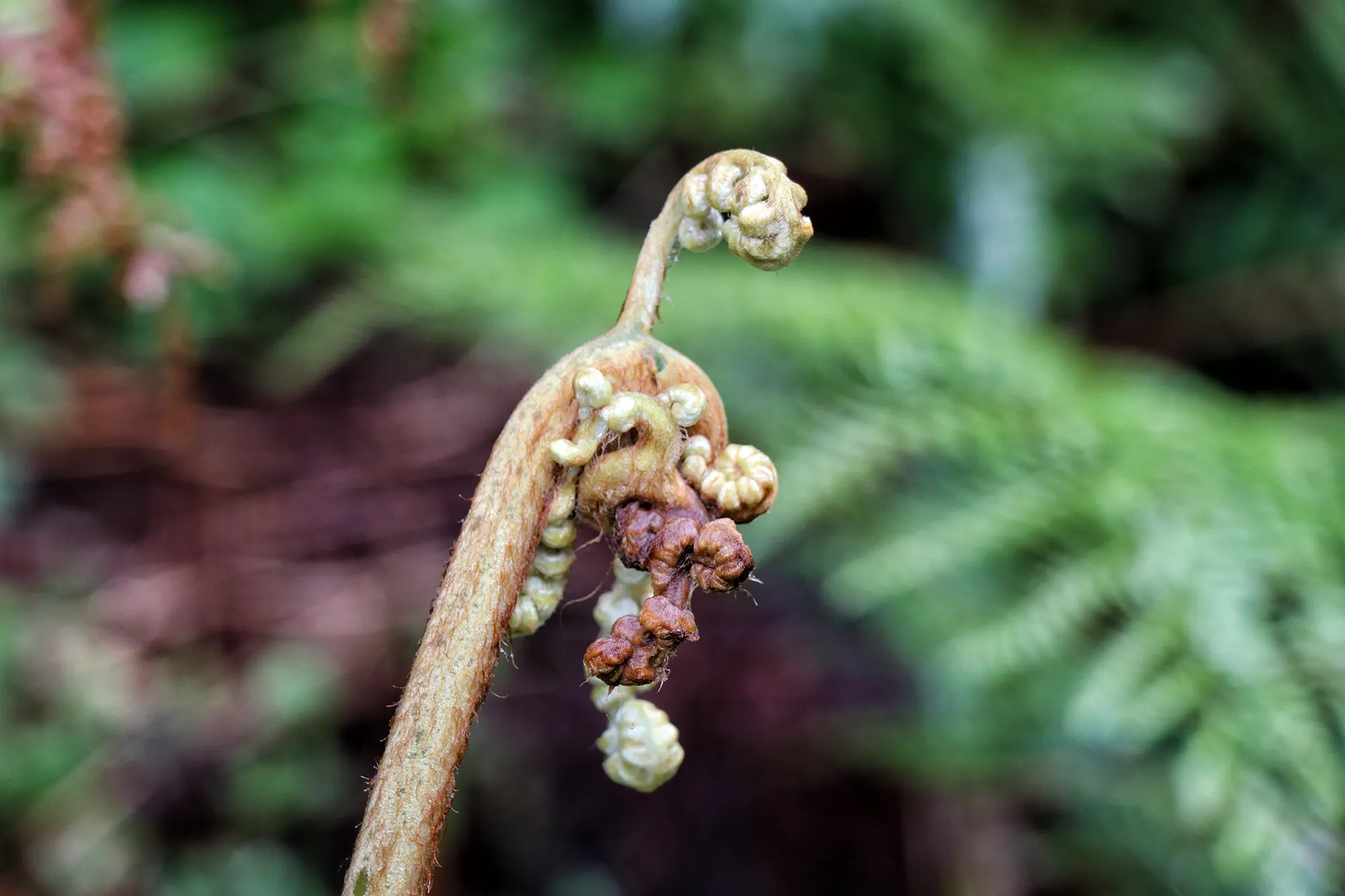 Alerce Milenatio Trail - Chili