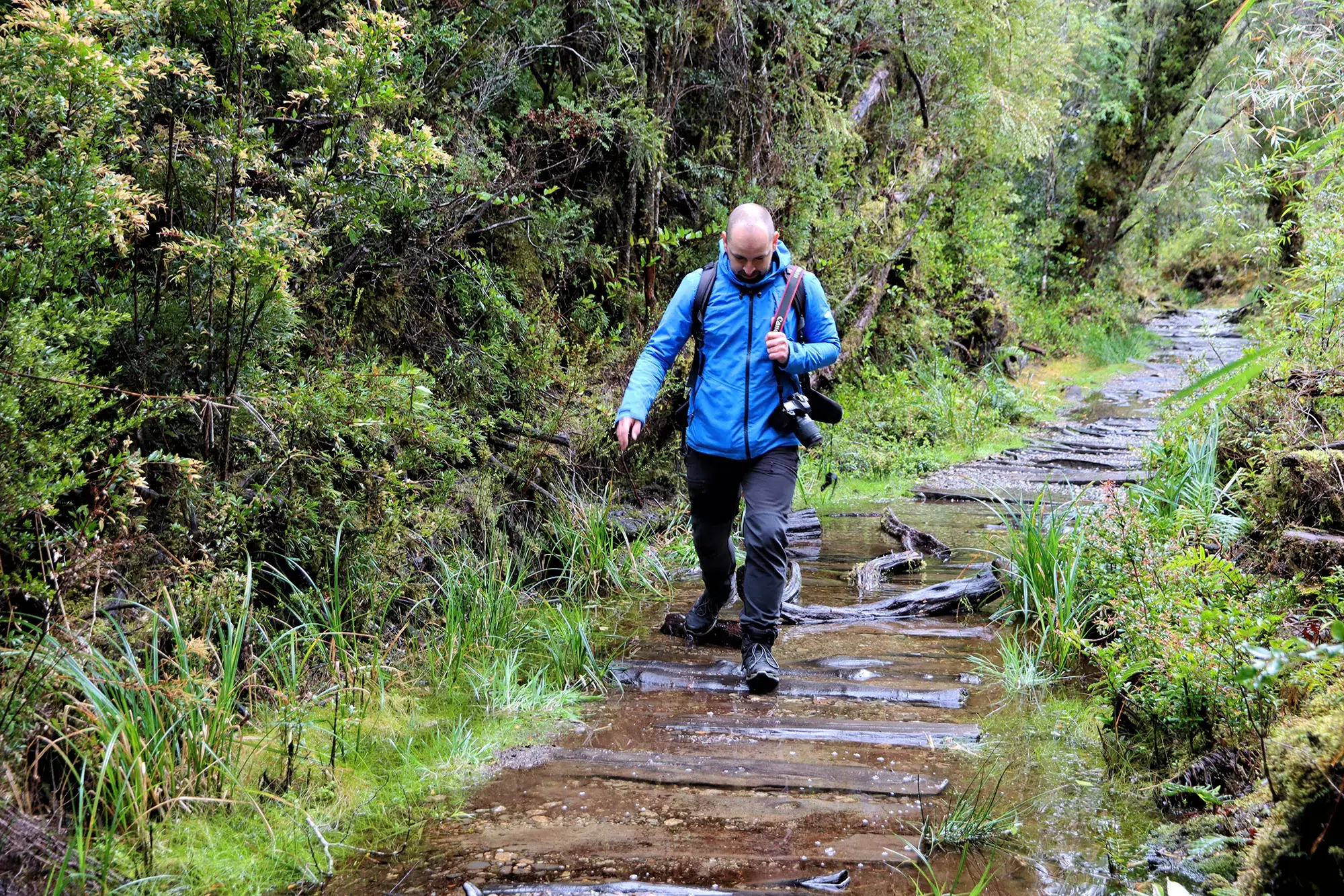 Alerce Milenatio Trail - Chili