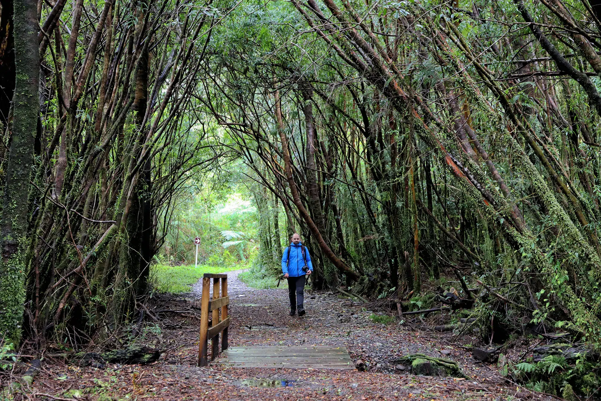 Alerce Milenatio Trail - Chili