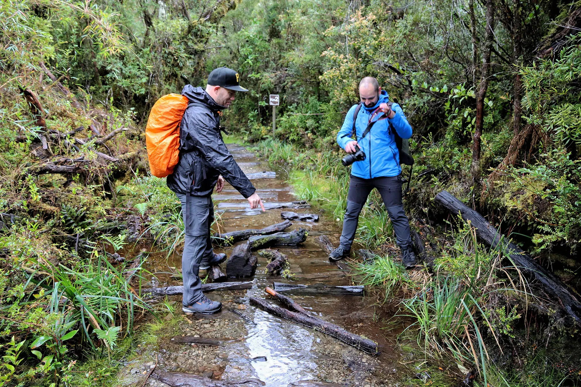 Alerce Milenatio Trail - Chili