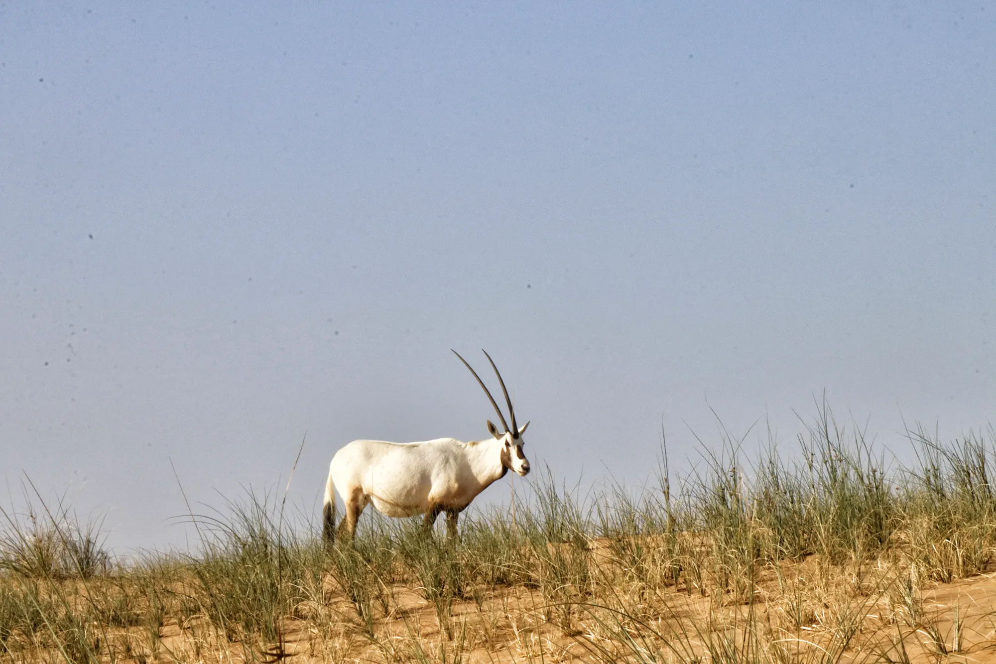 Dubai - Arabische oryx