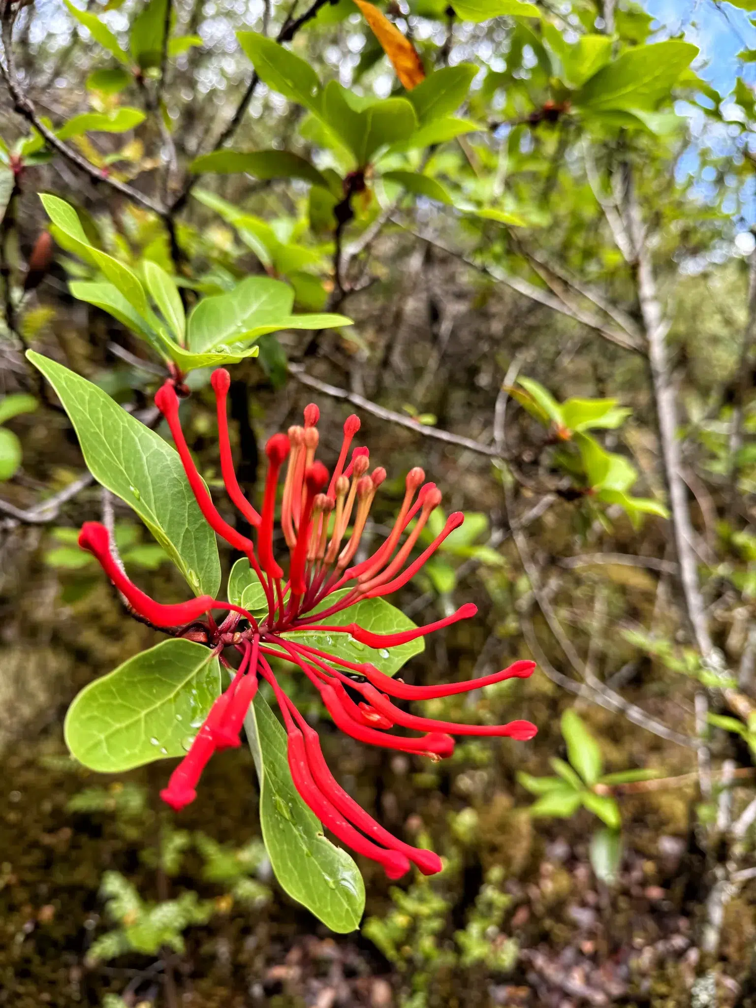 Ventisquero Colgante in het Parque Nacional Queulat, Chili