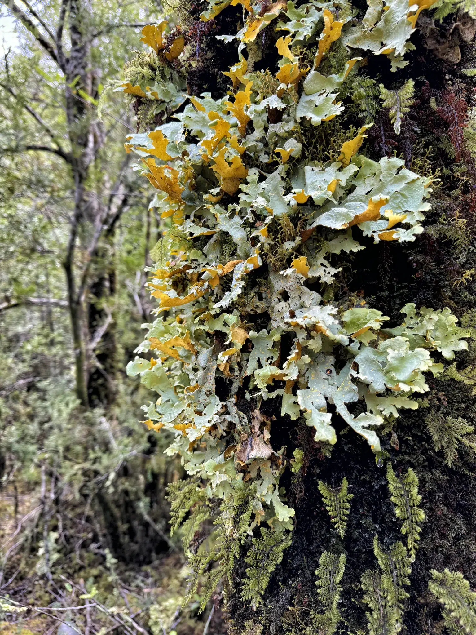 Ventisquero Colgante in het Parque Nacional Queulat, Chili