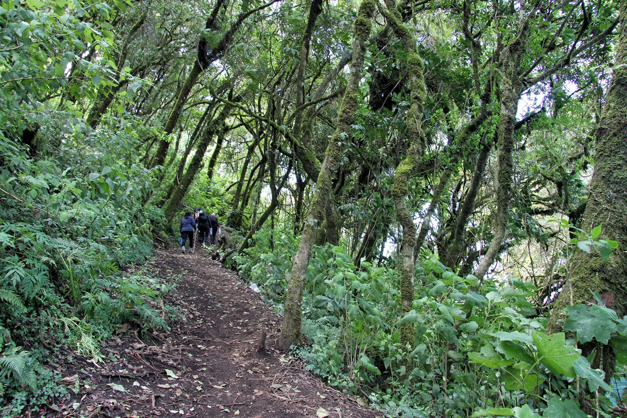 Volcán Acatenango hike in Guatemala