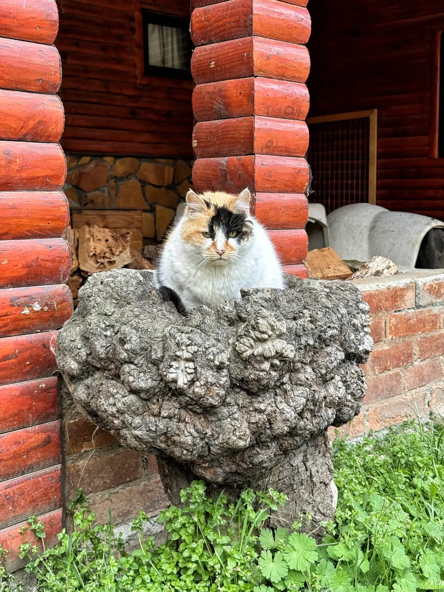 Patagonia Acres, Mallin Grande - Chili