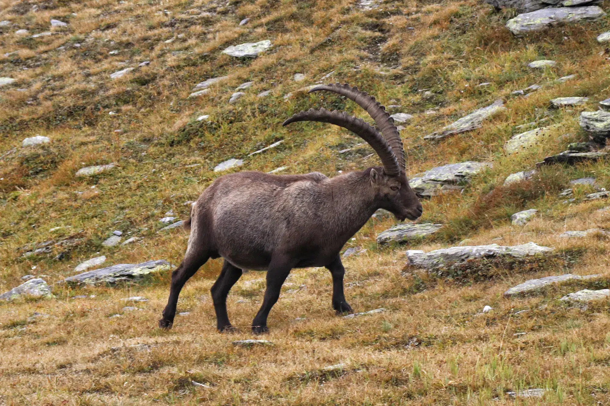 Steenbok, Col du Grand-Saint-Bernard - Zwitserland & Italië