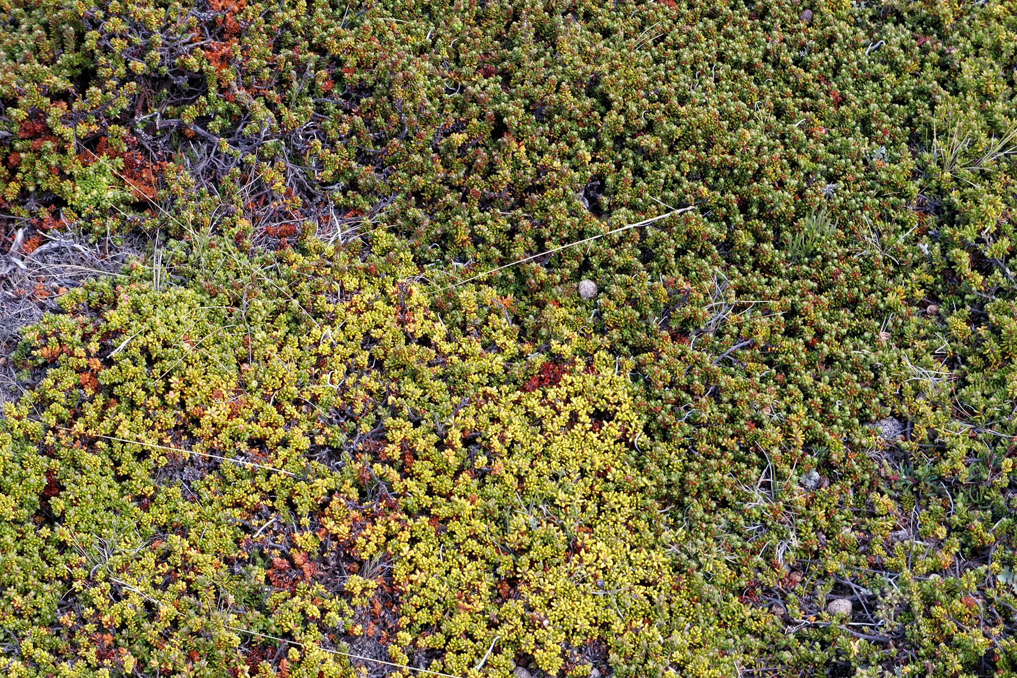 Parque Nacional Pali Aike - Chili