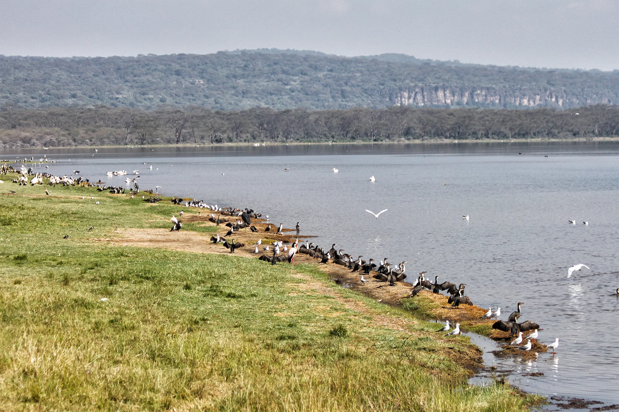 lake-nakuru-kenia-3