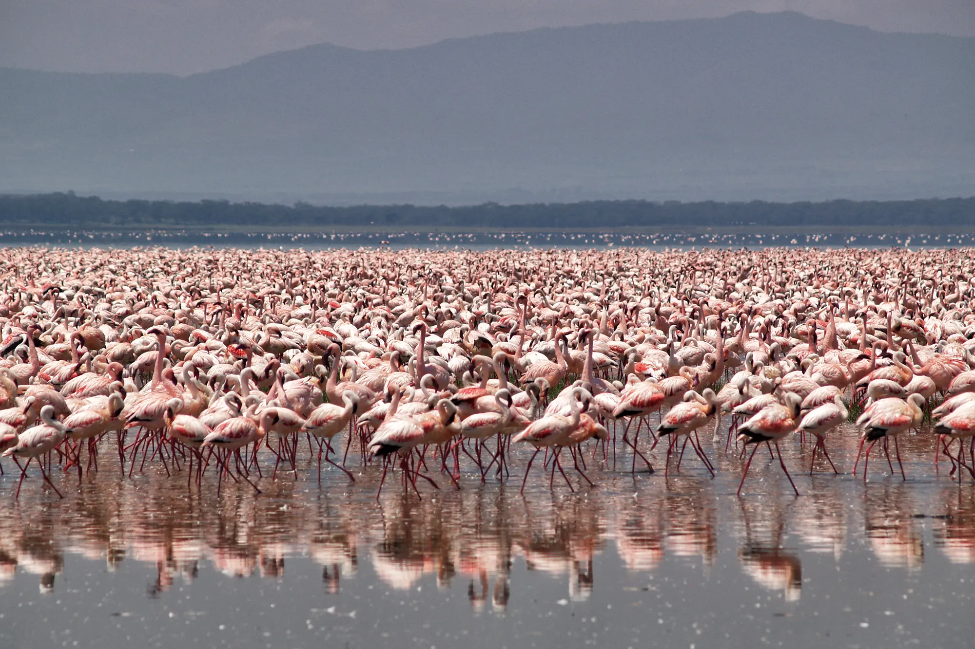 Lake Nakuru National Park in Kenia: neushoorns, flamingo’s en veel wildlife