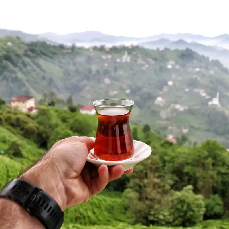 तुर्की में चेचेवा चाय बागान: राइज़ के चाय के खेत