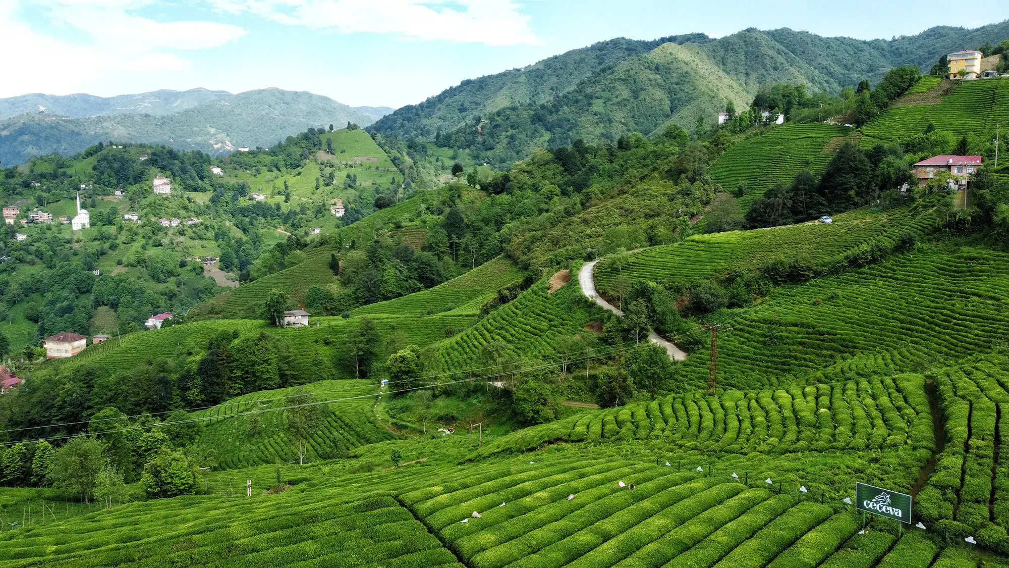 ceceva-theeplantage-turkije-9