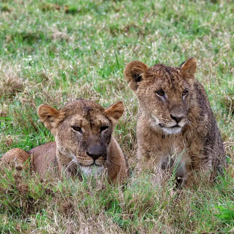 Naravni rezervat Ol Pejeta: edinstven safari v Keniji